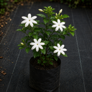 Swarna Pichcha Plant