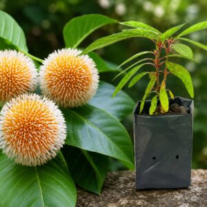 Bakmee Plant -Large 2feet
