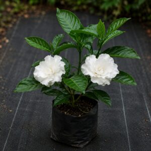 Crape Jasmin Plant