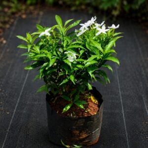 Wathusudda plant