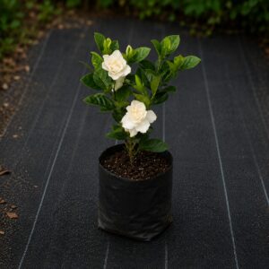 Gardenia Plant