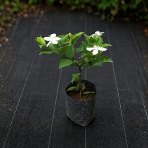 Idda Plant