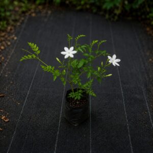 Samanpichcha Plant