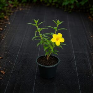 Rukattana Plant