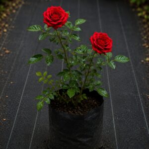 Red Roses Plant