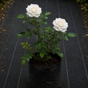 White Roses plant
