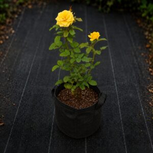 Yellow Roses Plant