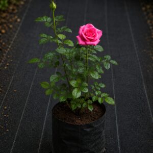 Pink Roses Plant