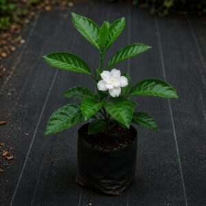 Small Crape Jasmin Plant