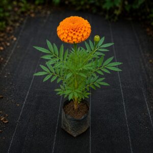 Merigold Plant