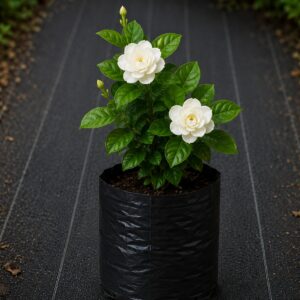 Indian Jasmin Plant