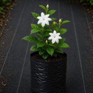Jasmin Plant